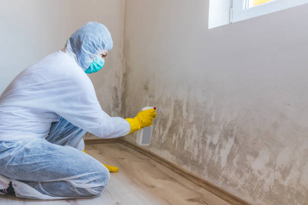 Mold Remediation specialist working in East Norwich