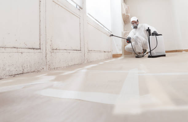 Black mold remediation team in East Norwich